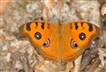 Cyklov�let za mot�ly do okol� Pardubic