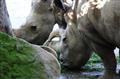 ZOO Dvr Krlov podnikne dal kroky k zchran severnch nosoroc tuponosch (blch)