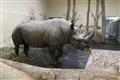 Oslavy svtovho dne nosoroc a oteven nov vnitn expozice pro nosoroce v ZOO Dvr Krlov